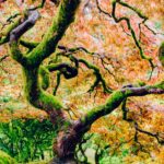 Wisdom of Trees Series: Like a Tree…