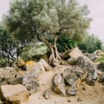 Wisdom of Trees Series: Resilient as the Olive Tree
