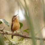 As the Birds Sing Praises