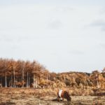 Konventionelle vs. Ökologische Landwirtschaft: Ressourceneffizienz