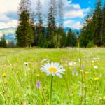 Konventionelle vs. Ökologische Landwirtschaft: Klimaanpassung