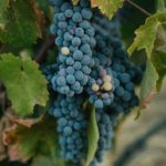 Wine Diversity or: Joy Above all Measures