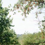 Plentiful Lands: What a Thriving World Could Look Like