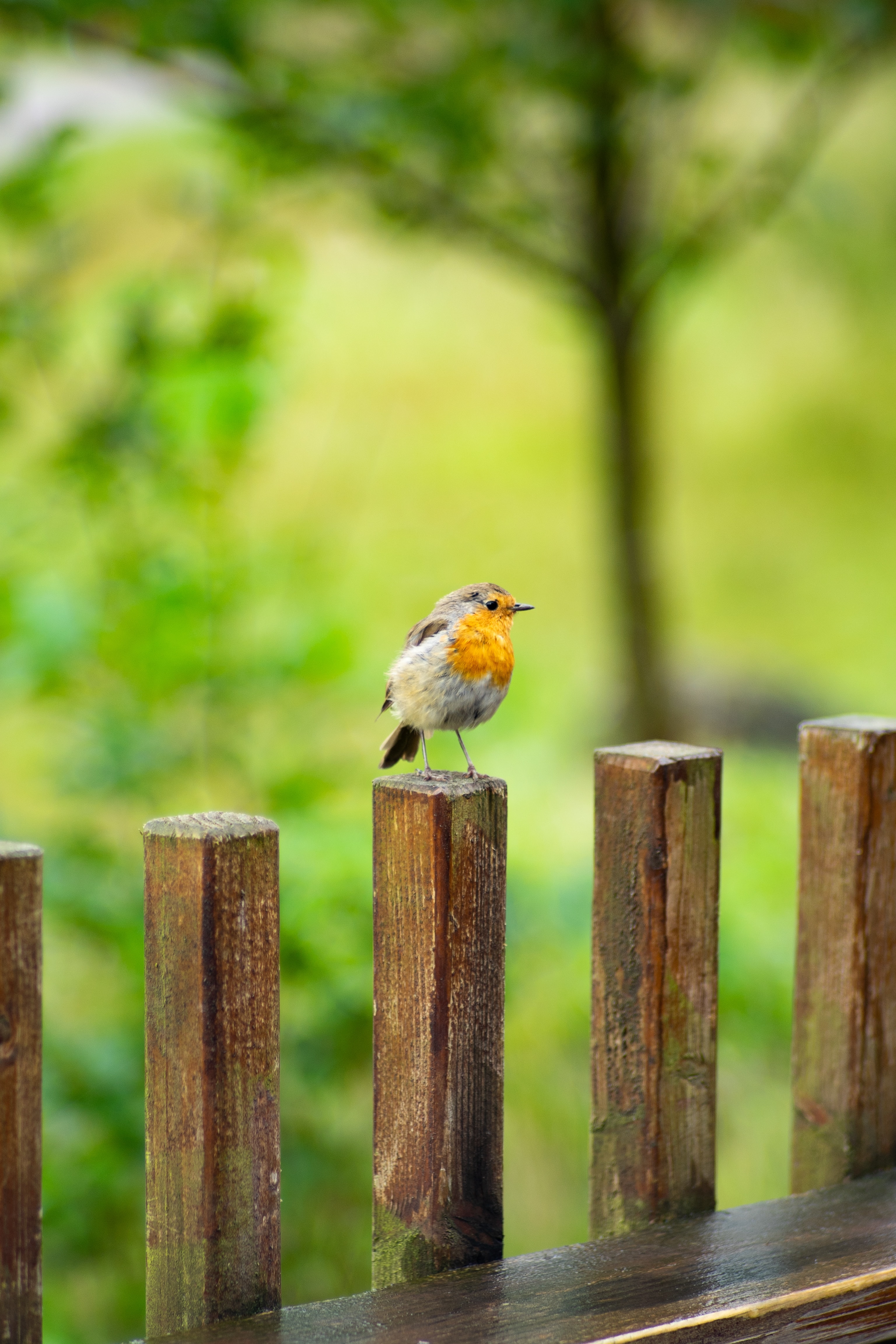 How to Create a Wildlife-Friendly Garden