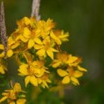 Gospina trava kao saveznica u borbi protiv anksioznosti i depresije